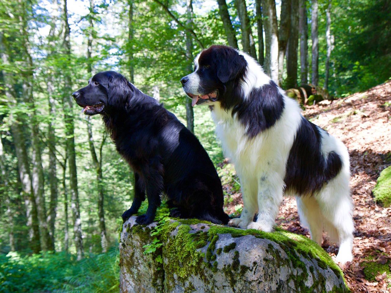 Exploring the Friendly Nature of the Curly-Coated Retriever